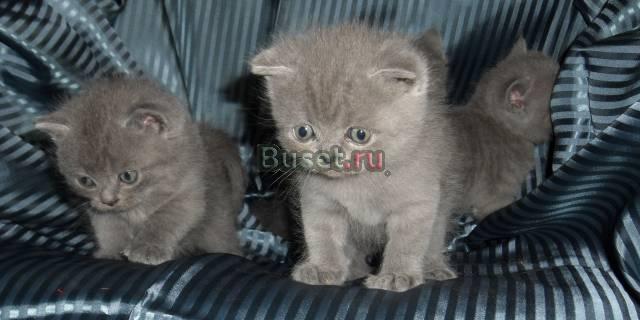Продажа британских и шотландских котят Москва