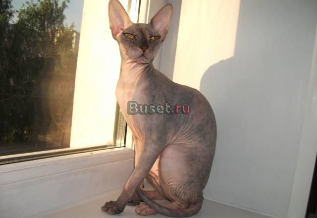 Кошечка Донского Сфинкса Челябинск