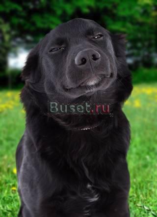 От Мишкиной улыбки станет всем светлей  в дар Москва