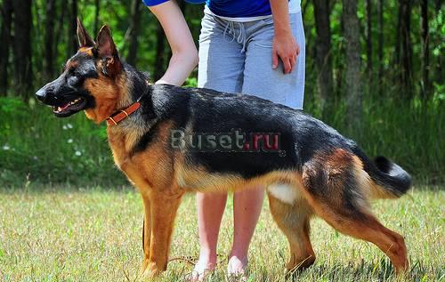 Щенок немецкой овчарки Барнаул