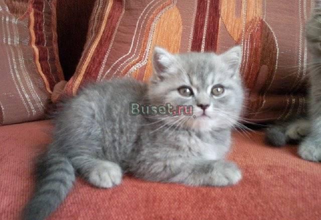 Котята Таганрог