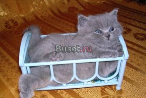 Чистокровные британские котята Санкт-Петербург