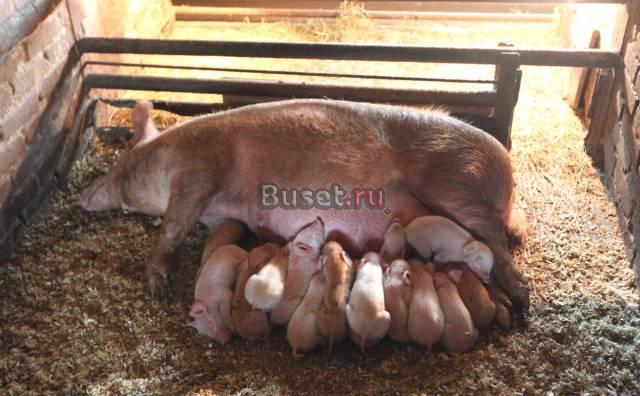 Действующая свиноферма в Ленинградской обл Кингисепп