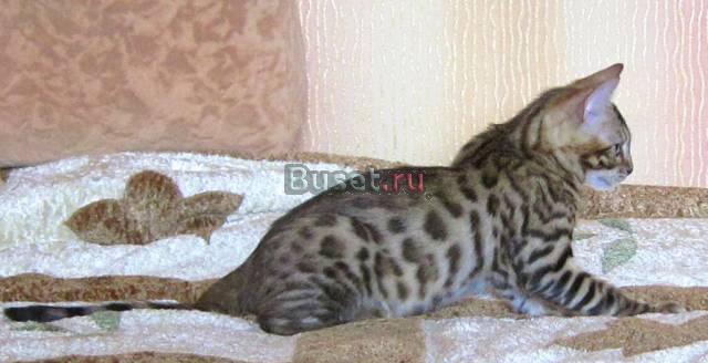 Бенгальские котята (мальчики) Москва