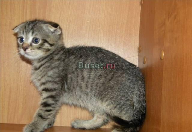 Шотландский вислоухий котик Москва