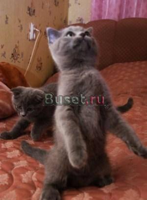 Продам шотландского вислоухого котёнка Москва