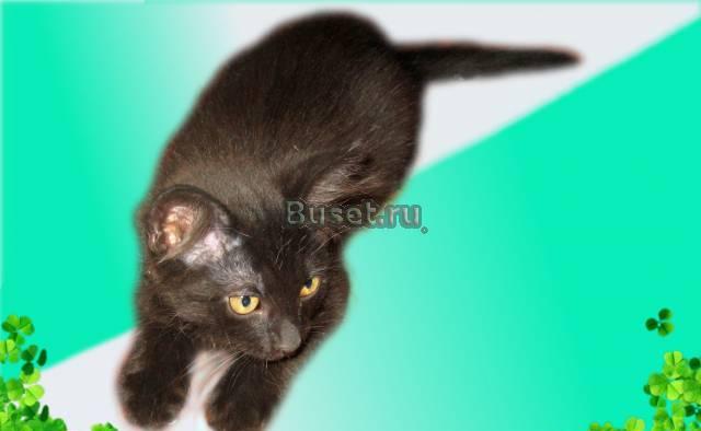 Отдаётся в добрые руки котёнок Москва