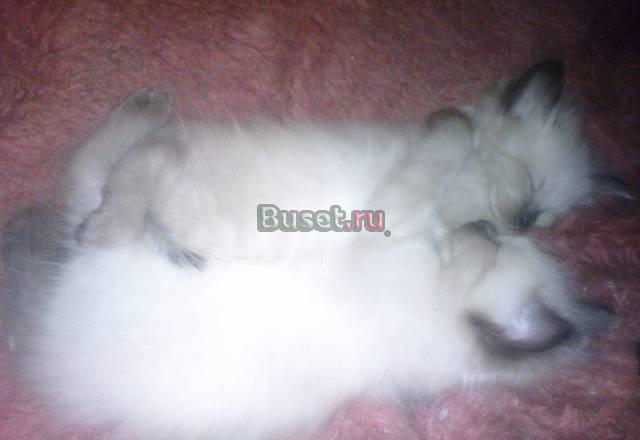 Котенок Невская Маскарадная (девочка) Екатеринбург