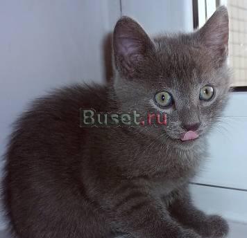 Британский котенок Санкт-Петербург
