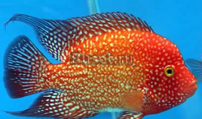 Аквариумные рыбки Барнаул