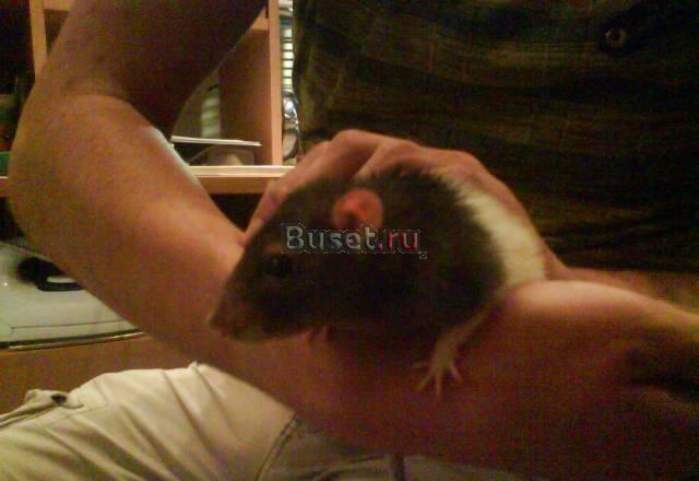 Крыса Камышлов