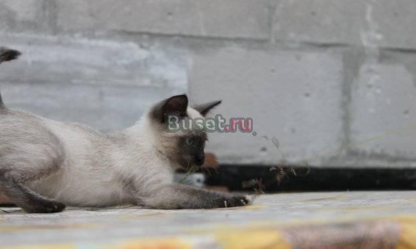 Тайский котенок Санкт-Петербург