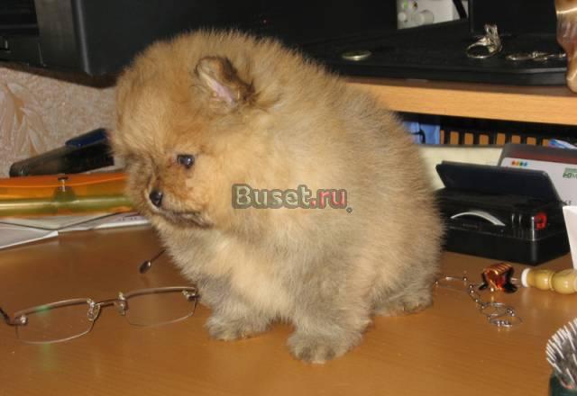 Шпиц миниатюрный,щенки Москва