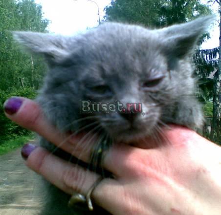 Недорого котёнок породы русская голубая Санкт-Петербург