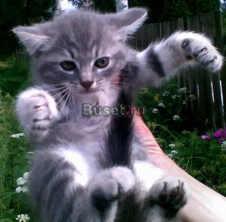 Недорого котёнок-британец Санкт-Петербург