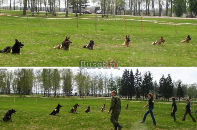 Профессиональная дрессировка Москва