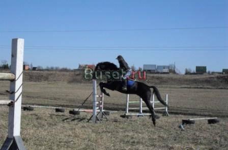Ч/в жеребец "Райдинг" для случек Суздаль