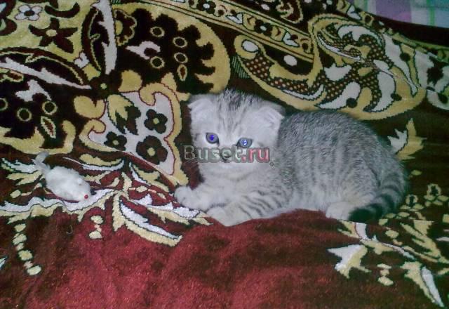 Симпатичные котята Люберцы