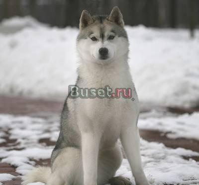 Щеночка хаски Москва
