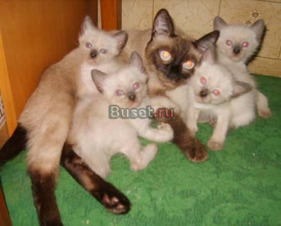 Тайскиe чистокровные котята сама любовь и нежность Москва