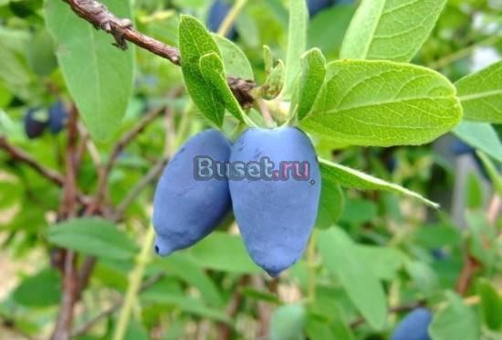 Семена,рассада,саженцы Санкт-Петербург