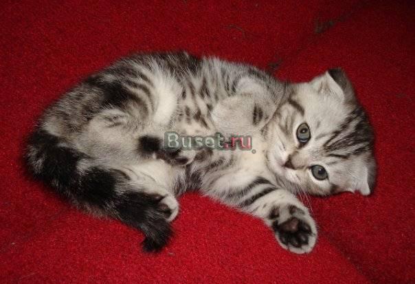 Продам шотландского котёнка Москва