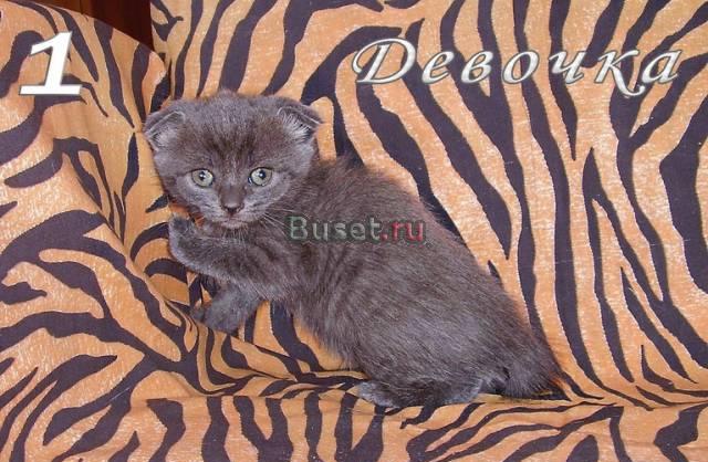 Котята Воронеж
