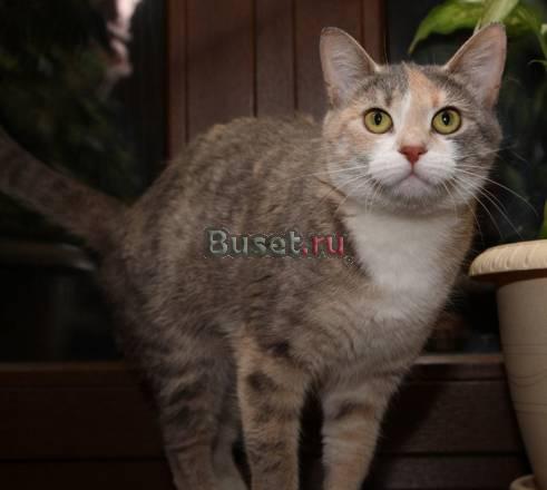 Красивая трехцветная кошечка Катя Москва