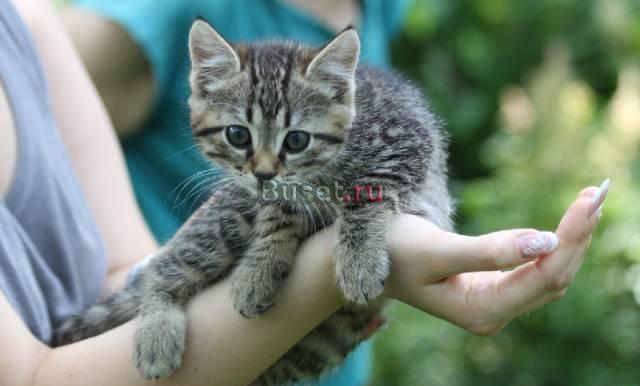 Милейший котёнок Москва