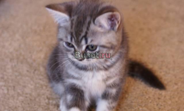Умные вислоухие котята Москва