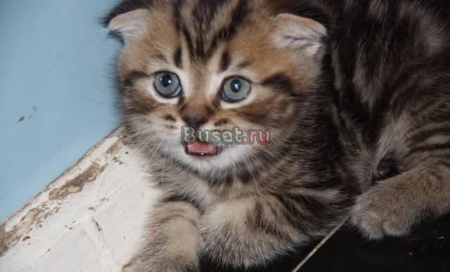 Котятам 2 месяца Москва