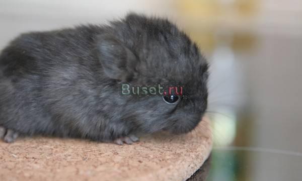 Шиншилла, девочка, гетероэбони Москва