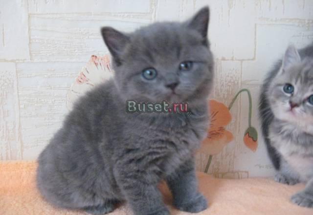 Шотландские котики Челябинск