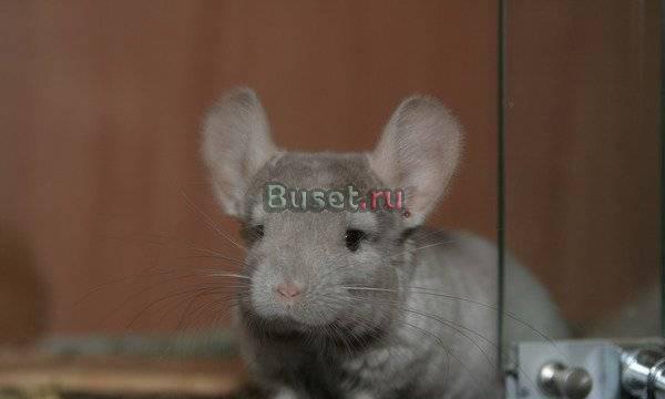 Шиншилла, мальчик, пастель Москва