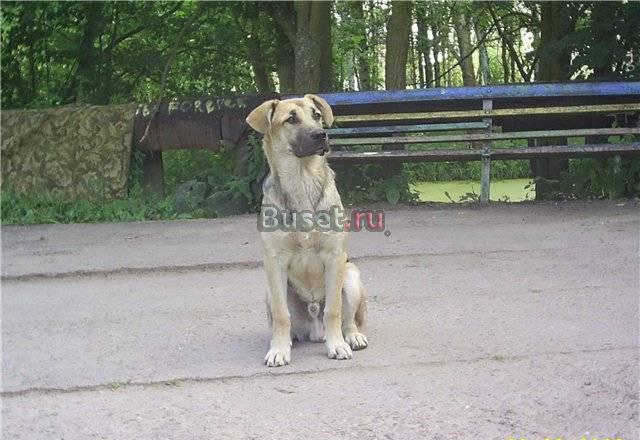 Харизматичный Геша ищет Дом Санкт-Петербург
