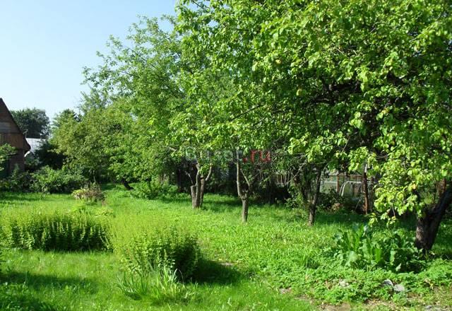 Земельный участок с яблоневым садом Одинцово