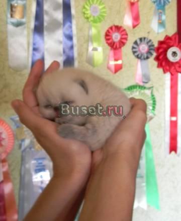 Котята персы и экзоты Мурманск