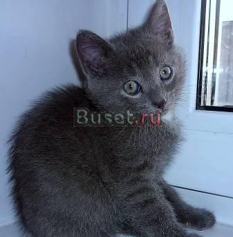Британский котенок Санкт-Петербург