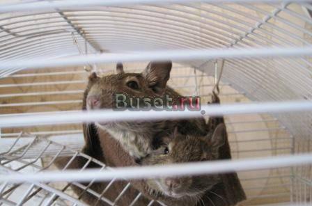 Дегу Волгоград