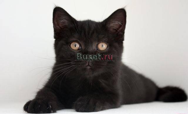Британские котята недорого Москва