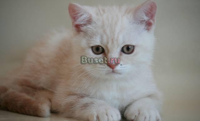 Британские котята эффектных мраморных окрасов Санкт-Петербург