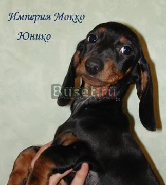 Щенки таксы стандартной г/ш 5 мес Москва
