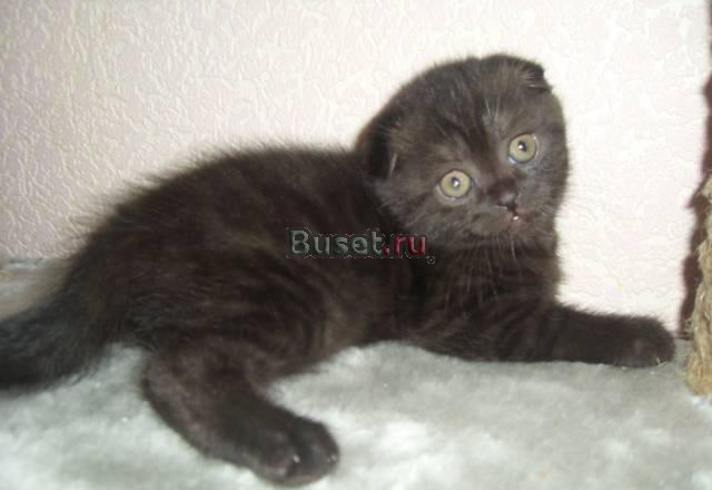 Плюшевые вислоухие котята Новоуральск