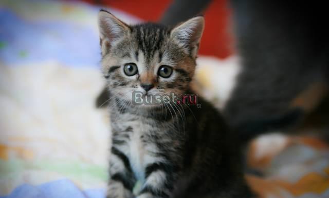 Продам шотландскую вислоухую и британцев Москва