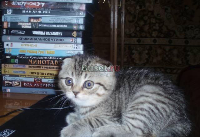 Шотландские вислоухие Челябинск