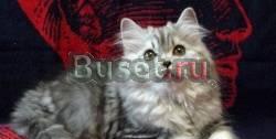 Элитные шотландские котики - ns22, летняя цена Москва