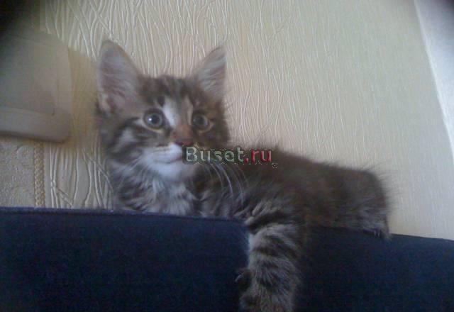 Котенок Москва