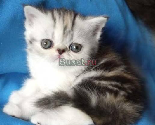 Персидские и экзотические котята Москва