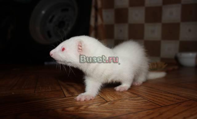 Хорьки альбиносы Москва
