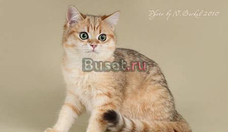 Британский котик золотая шиншилла Москва